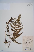 假蹄蓋蕨藏品圖，第1張