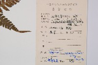 假蹄蓋蕨藏品圖，第2張