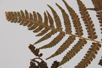 假蹄蓋蕨藏品圖，第4張