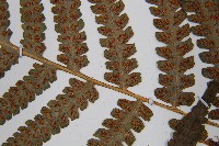 假蹄蓋蕨藏品圖，第5張