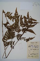 粗毛鱗蓋蕨藏品圖，第1張