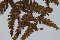 粗毛鱗蓋蕨藏品圖，第3張