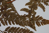 粗毛鱗蓋蕨藏品圖，第4張