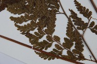 粗毛鱗蓋蕨藏品圖，第5張