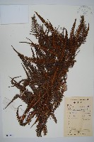 金狗毛蕨藏品圖，第1張