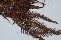 金狗毛蕨藏品圖，第3張