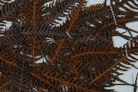 金狗毛蕨藏品圖，第4張