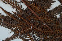 金狗毛蕨藏品圖，第5張