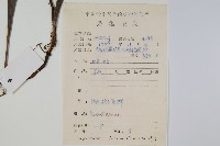 大星蕨藏品圖，第2張