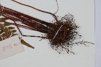 異葉雙唇蕨藏品圖，第3張