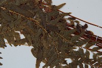 異葉雙唇蕨藏品圖，第4張