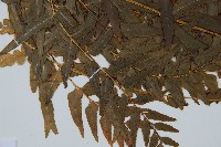 異葉雙唇蕨藏品圖，第5張