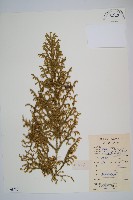 過山龍藏品圖，第1張