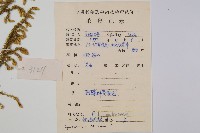 過山龍藏品圖，第2張