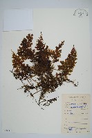 蕗蕨藏品圖，第1張