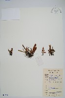 短柄禾葉蕨藏品圖，第1張