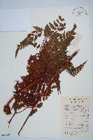 大葉骨碎補藏品圖，第1張