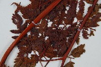 大葉骨碎補藏品圖，第3張