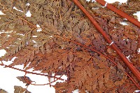 大葉骨碎補藏品圖，第4張