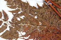 大葉骨碎補藏品圖，第5張