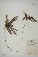 扇葉鐵線蕨藏品圖，第1張