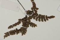 扇葉鐵線蕨藏品圖，第3張