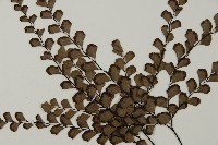 扇葉鐵線蕨藏品圖，第4張
