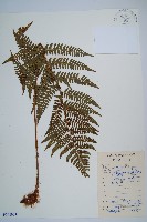 闊鱗鱗毛蕨藏品圖，第1張