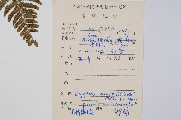 闊鱗鱗毛蕨藏品圖，第2張