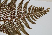 闊鱗鱗毛蕨藏品圖，第3張