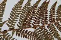 闊鱗鱗毛蕨藏品圖，第4張