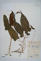 單葉新月蕨藏品圖，第1張