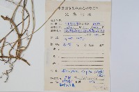 單葉新月蕨藏品圖，第2張