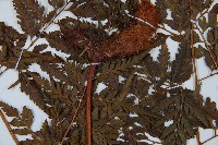 大葉骨碎補藏品圖，第3張