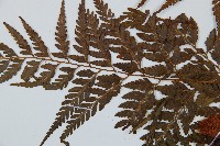 大葉骨碎補藏品圖，第4張