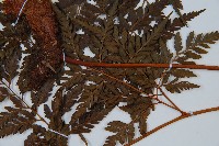 大葉骨碎補藏品圖，第5張