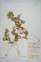 登錄號:P009002藏品圖，第1張