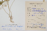 登錄號:P009002藏品圖，第2張