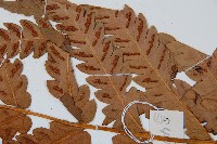 日本狗脊蕨藏品圖，第3張