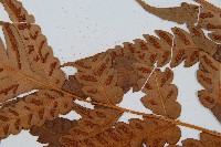 日本狗脊蕨藏品圖，第4張