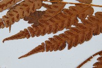 日本狗脊蕨藏品圖，第5張