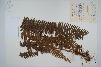 腎蕨藏品圖，第1張