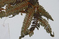 臺灣桫欏藏品圖，第3張