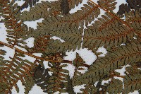 臺灣桫欏藏品圖，第4張