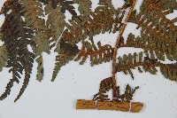 臺灣桫欏藏品圖，第5張