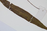 單葉雙蓋蕨藏品圖，第5張