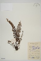 毛軸鐵角蕨藏品圖，第1張