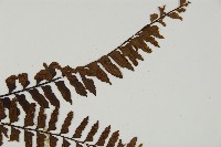 毛軸鐵角蕨藏品圖，第3張