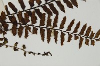 毛軸鐵角蕨藏品圖，第4張