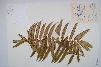 福建蓮座蕨藏品圖，第1張